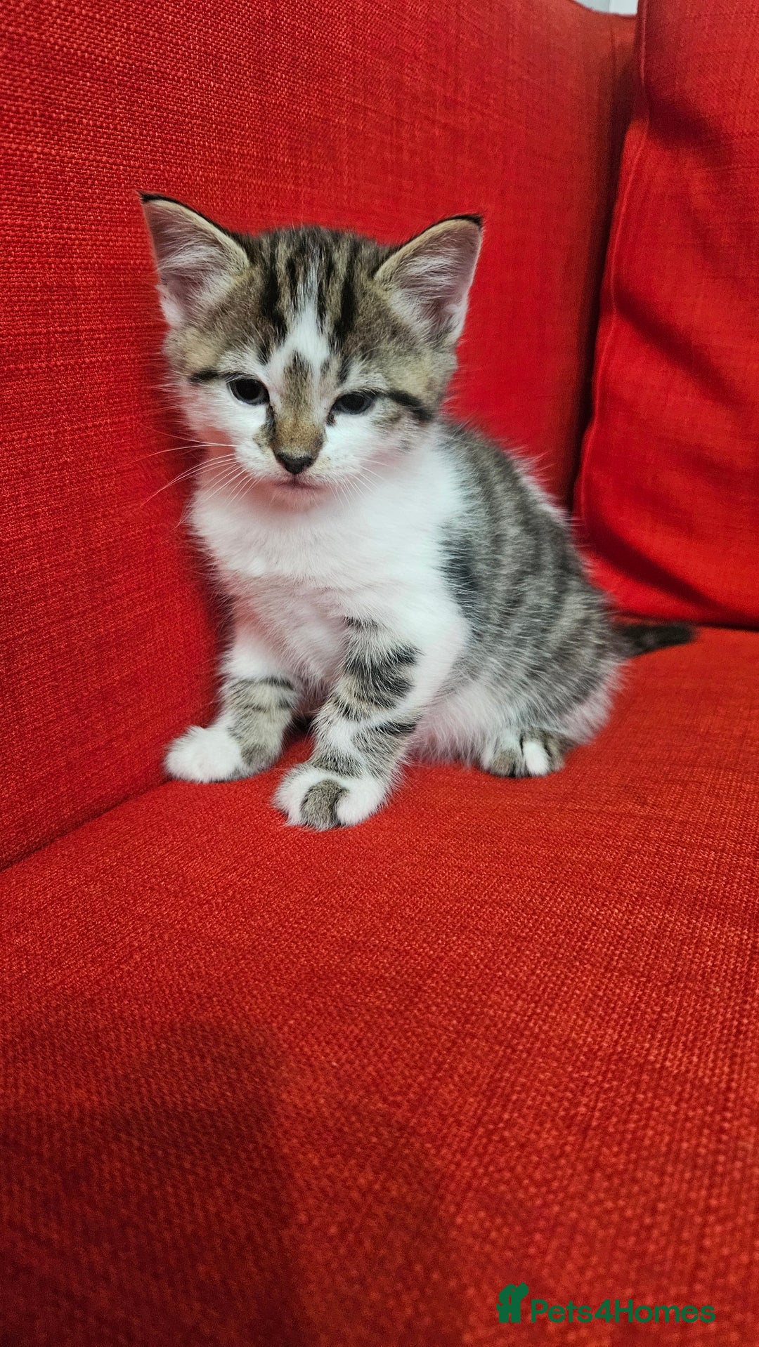 Domestic Shorthair cats for sale: Male and female  - Image 10