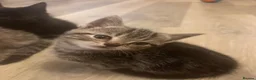 Mixed Breed cats for sale: 8 Beautiful Kittens for sale  - Advert 2