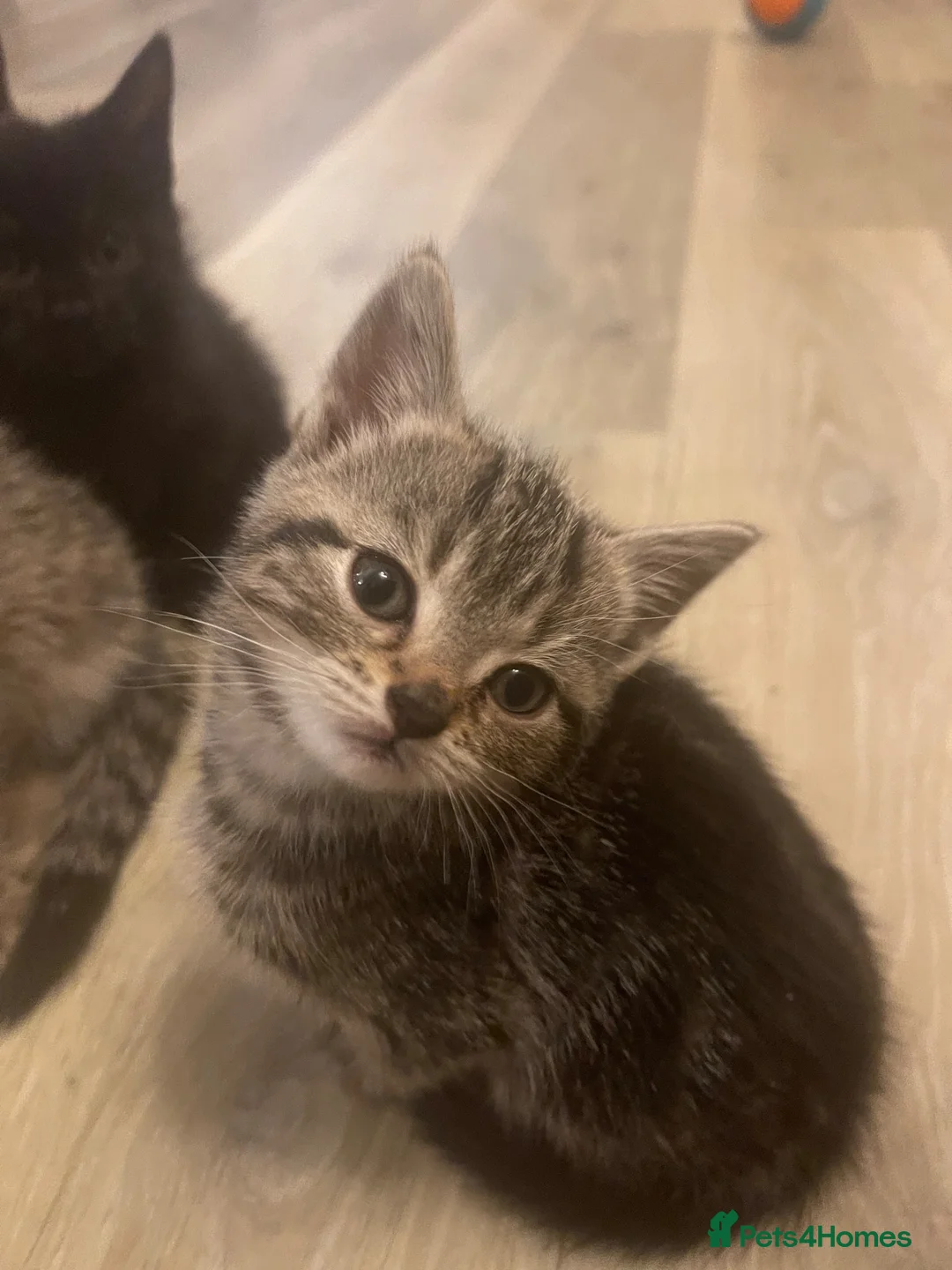Mixed Breed cats for sale: 8 Beautiful Kittens for sale  - Advert 2