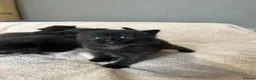 Scottish Fold cats for sale: Adorable Scottish fold Kitten - Advert 11