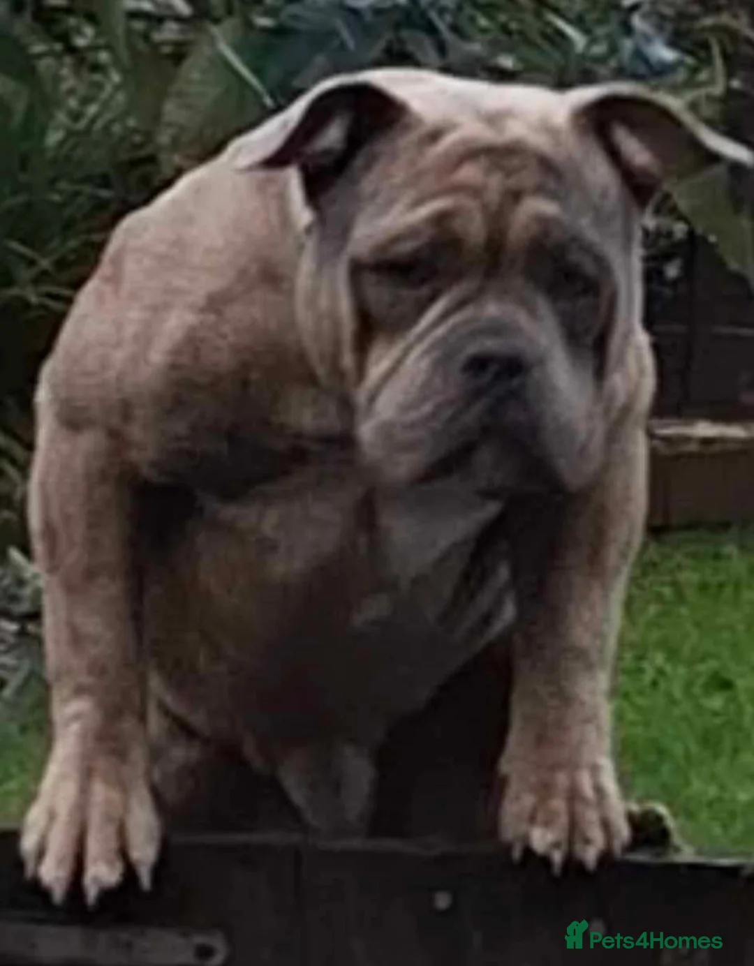 Mixed Breed dogs for sale: 🐾 American bulldog puppies🐾 - Advert 2