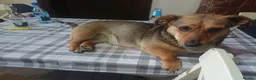 Mixed Breed dogs for adoption: 💛BELLA – The Little Street Dog Who Chose To Trust in Nottingham - Advert 34