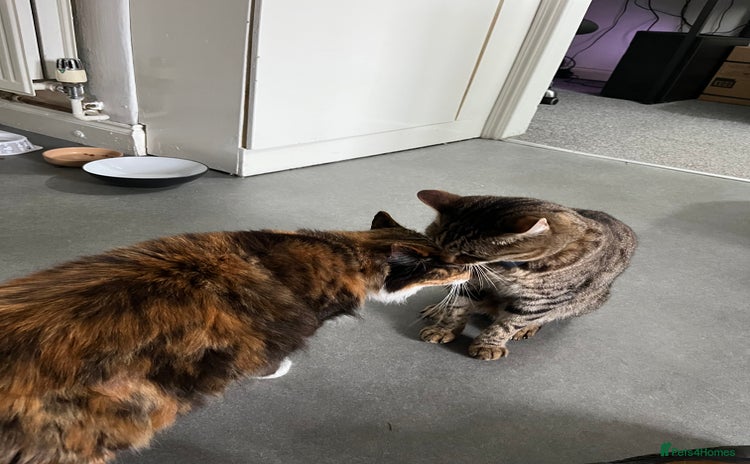 Mixed Breed cats - Advert 1
