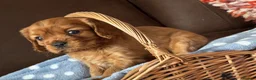 Cavalier King Charles Spaniel dogs for sale: Beautiful Cavalier King Charles Spaniel Puppies 🐶 - Advert 6