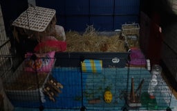Guinea Pig rodents for sale: 2 Male Guinea Pigs  - Image 5