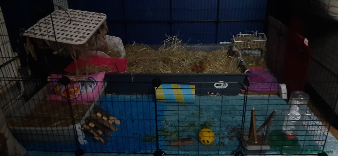 Guinea Pig rodents for sale: 2 Male Guinea Pigs  - Image 5