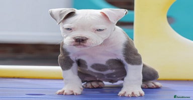 Old Tyme Bulldog dogs - Advert 15