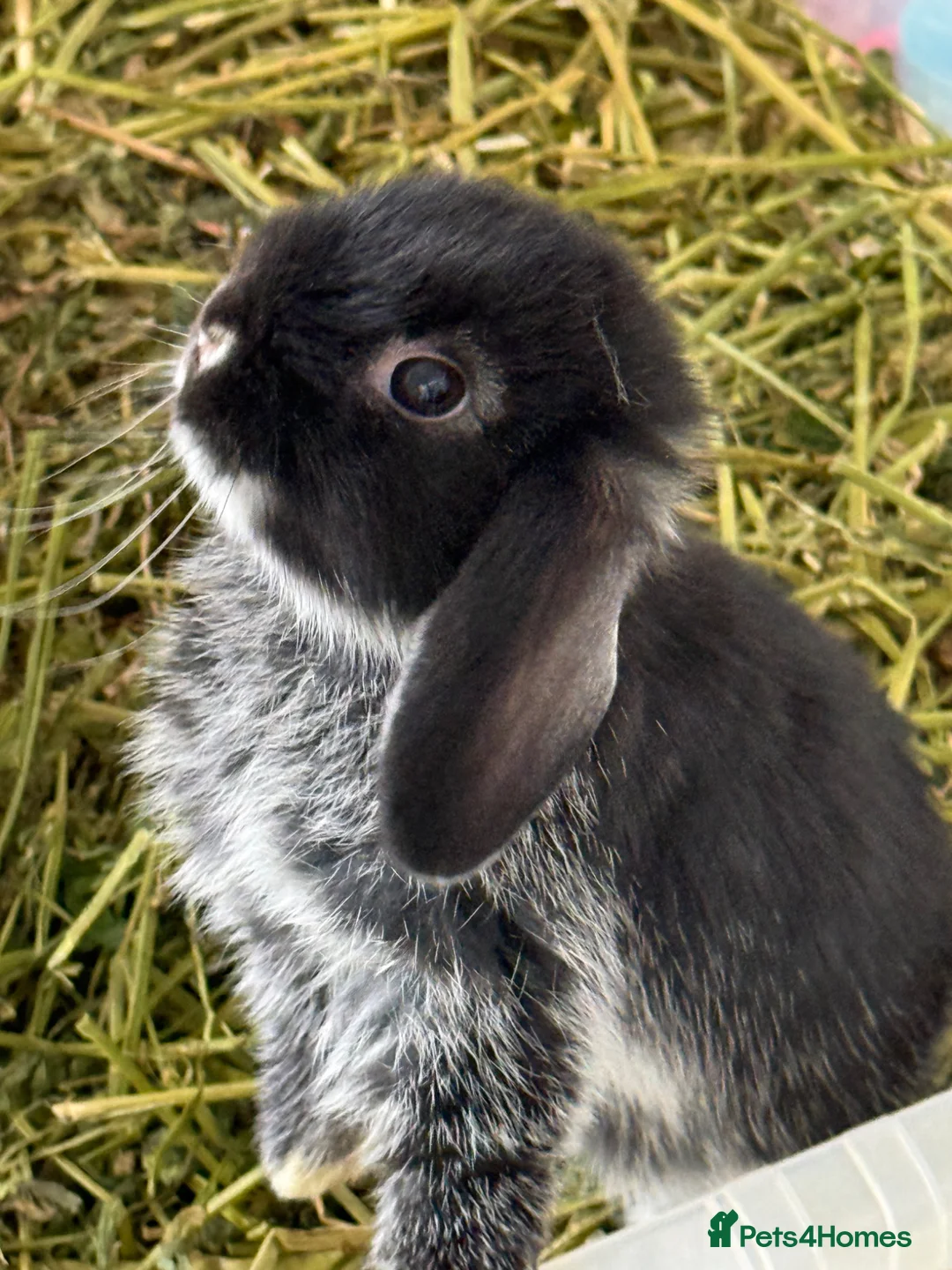 Mini Lop rabbits for sale: Gorgeous Mini Lop - Advert 1