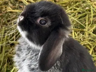 Mini Lop rabbits Gorgeous Mini Lop - Advert 2