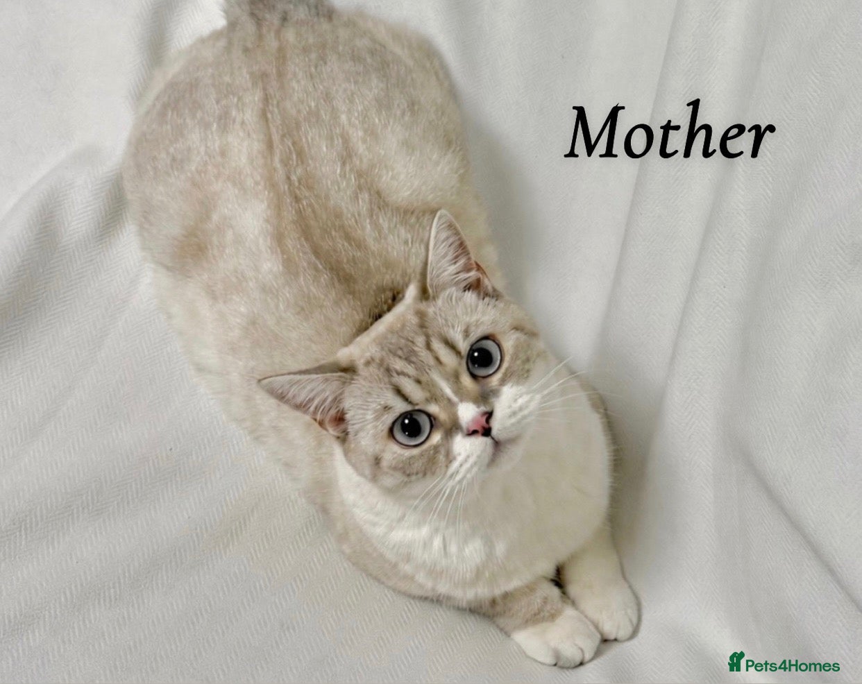 British Shorthair cats Fluffy BSH kittens  - Advert 1
