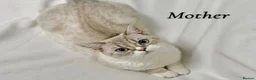 British Shorthair cats for sale: Fluffy BSH kittens  - Advert 1