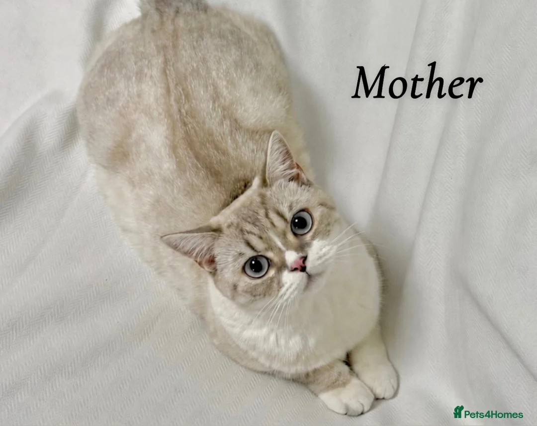 British Shorthair cats for sale: Fluffy BSH kittens  - Advert 1