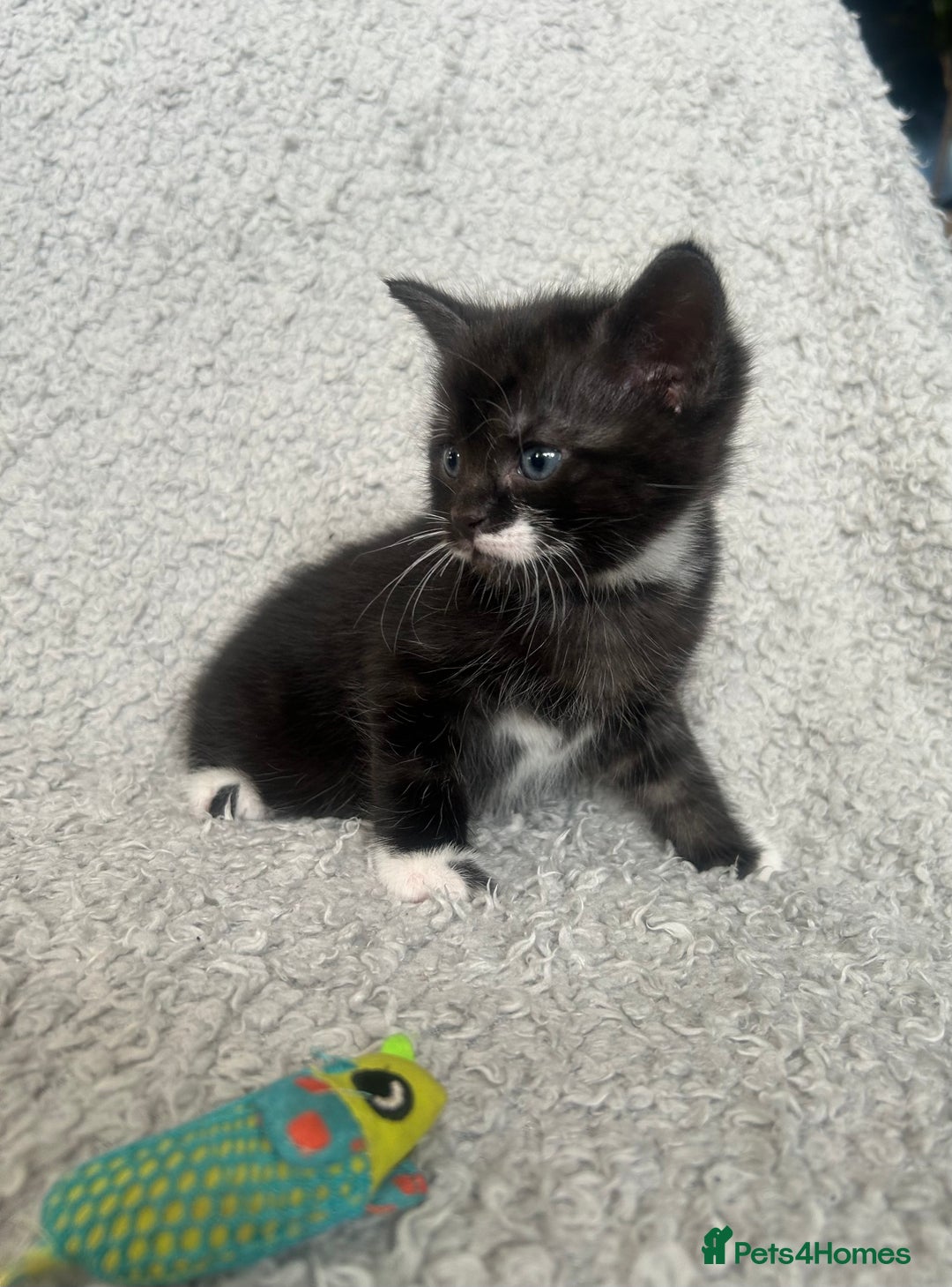 Norwegian Forest Cat cats for sale: BLACK&SILVER NORWEGIAN BOY LEFT  - Advert 5