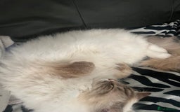 Ragdoll cats for sale: male ragdoll pedigree  - Image 3