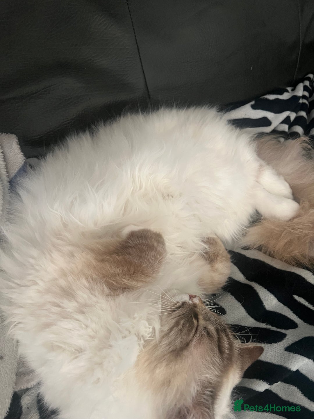 Ragdoll cats for sale: male ragdoll pedigree  - Image 3