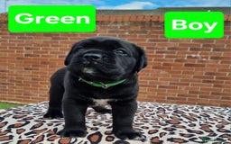 Cane Corso dogs for sale: Pedigree Cane Corso Puppies  - Image 4