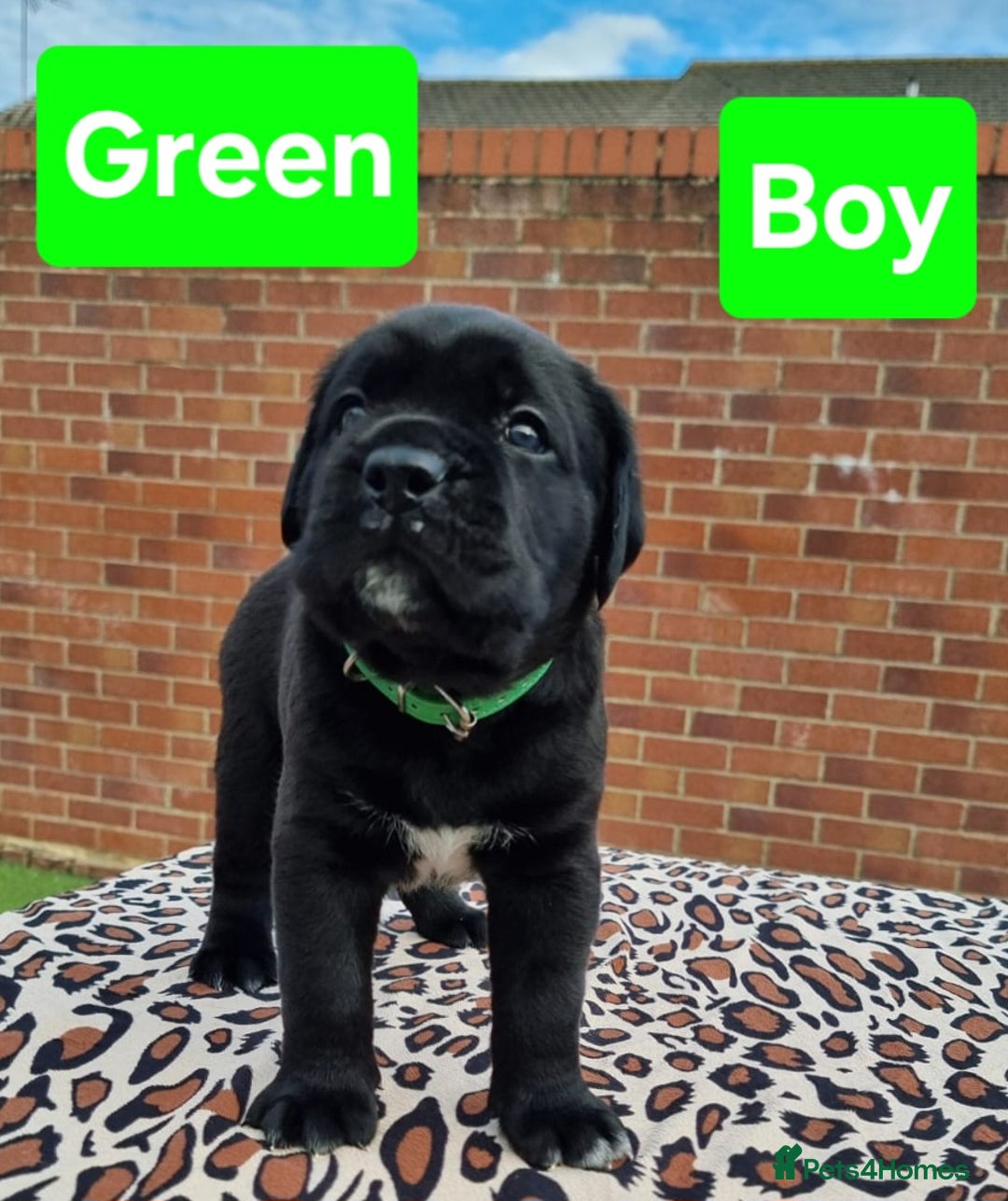 Cane Corso dogs for sale: Pedigree Cane Corso Puppies  - Image 4