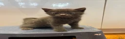 Mixed Breed cats for sale:      5 Beautiful Tabby Kittens Looking For Homes in Morden - Advert 7