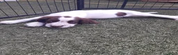 English Springer Spaniel dogs for sale: Kc registered English springer spaniel puppies - Advert 5