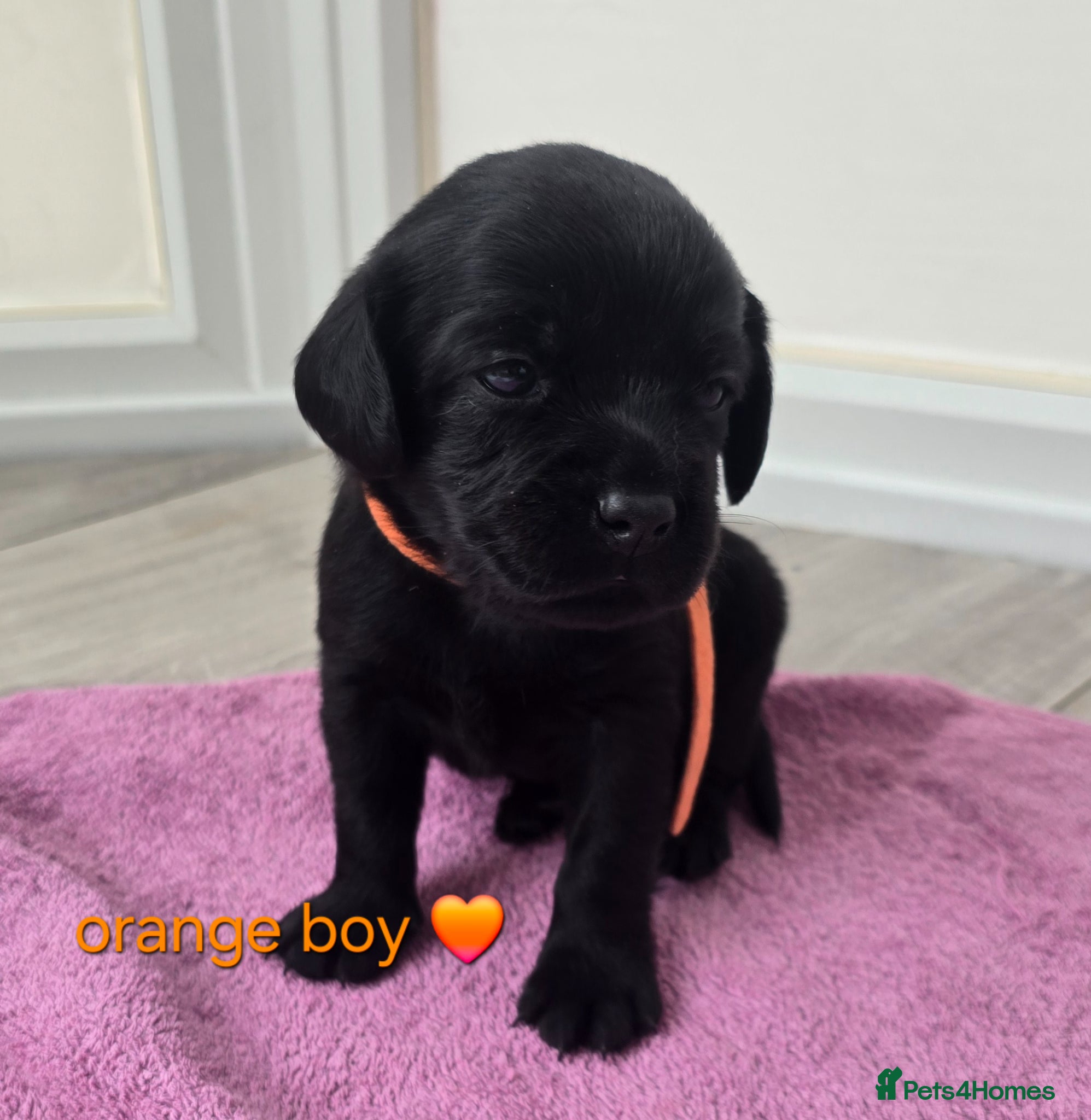 Mixed Breed dogs Beautiful F1 Cavadors. Rare breed!  - Advert 2