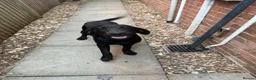 Labrador Retriever dogs for sale: Pedigree black female Labrador  in Lincoln - Advert 4