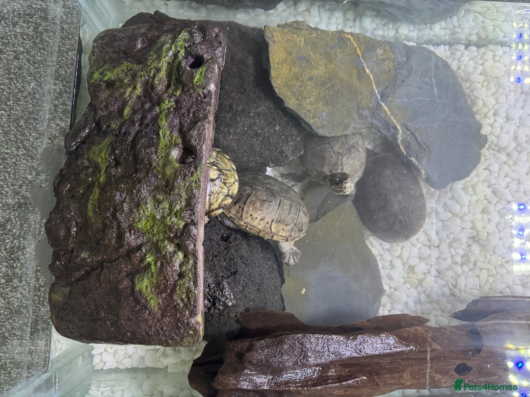 Turtle reptiles for sale: Musk turtles  - Image 4