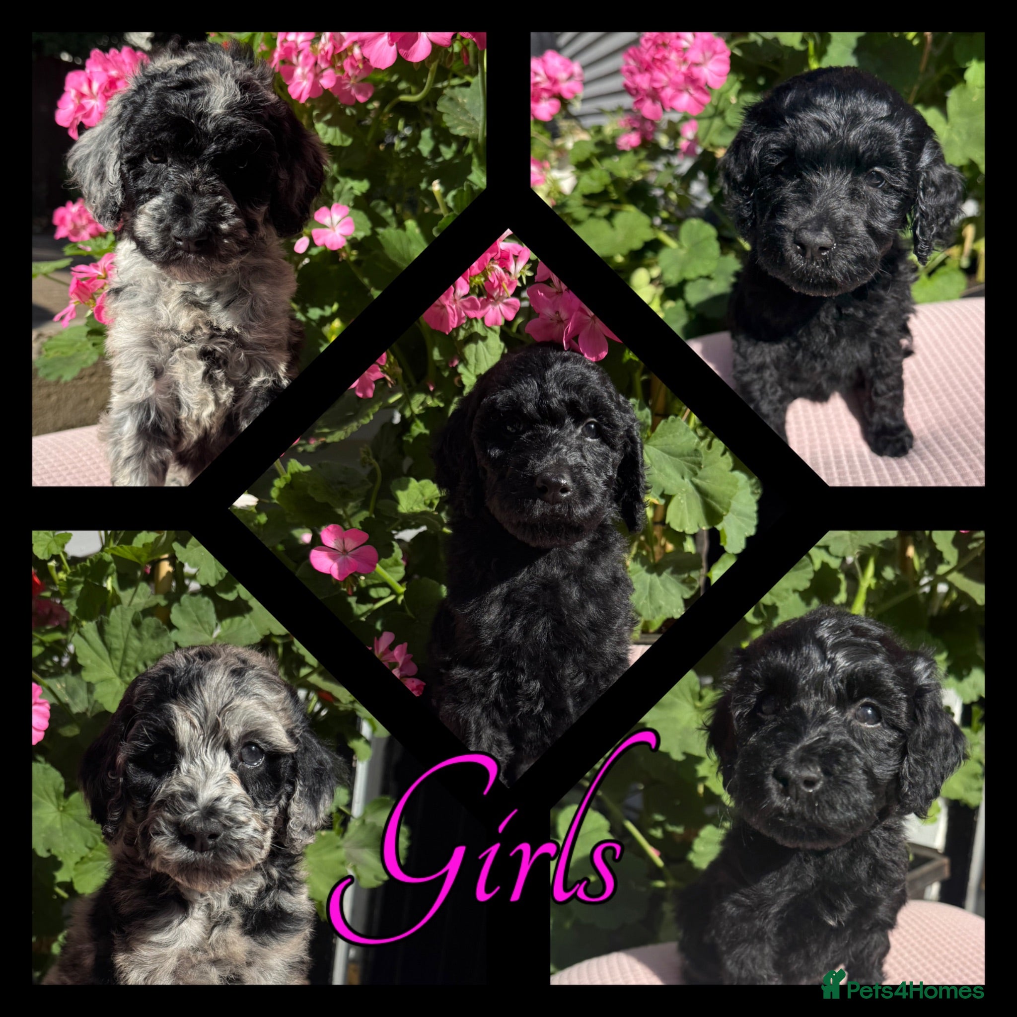 Labradoodle dogs 🌈 THERAPY/ASSISTANCE PUPS🌈PROVEN🌈 - Advert 2