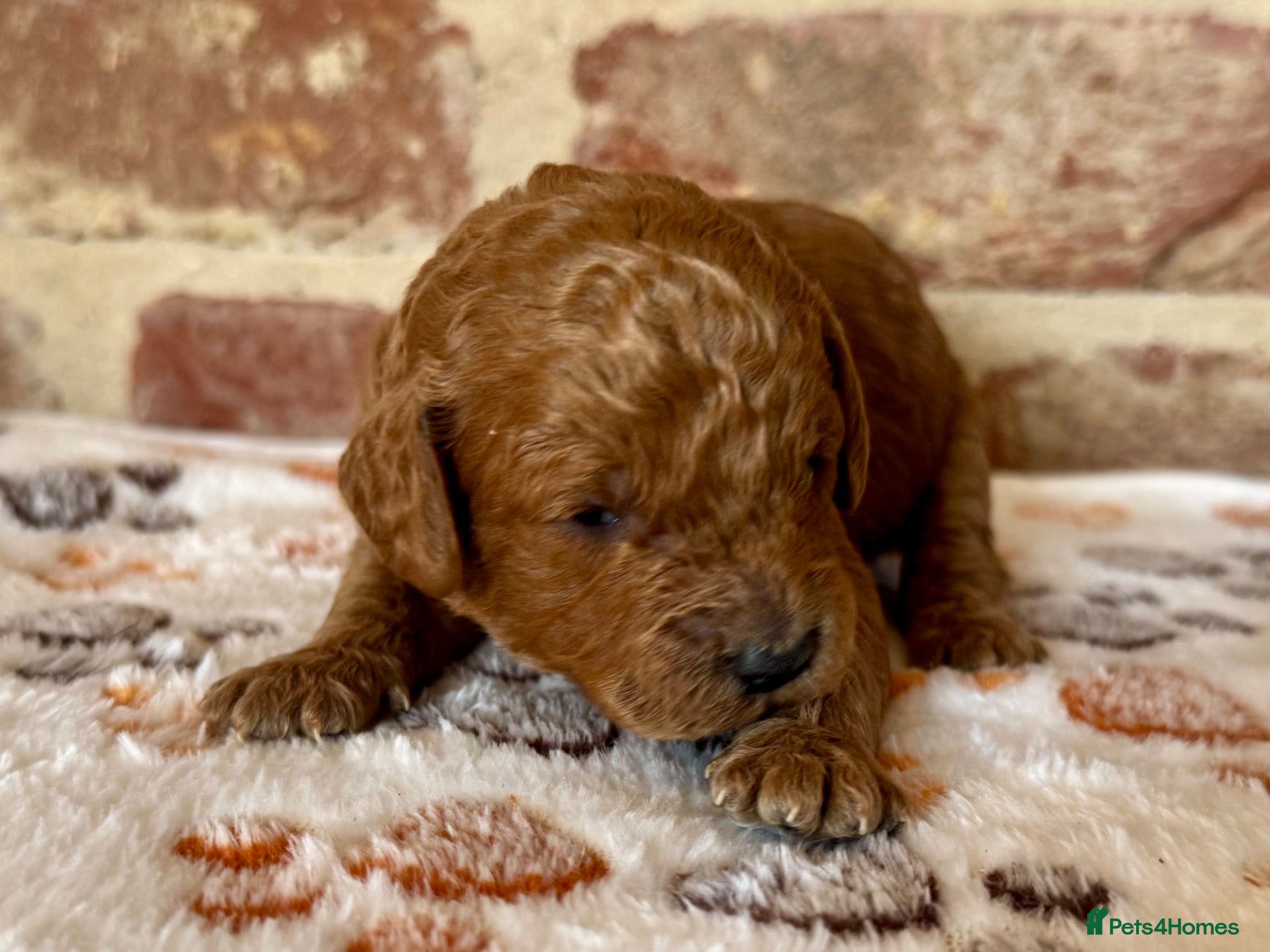 Cavapoo dogs 🐾 F1b male cavapoo 🐾 - Advert 1