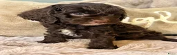 Cavapoo dogs for sale: Chocolate F1 Cavapoo Boy - Advert 4