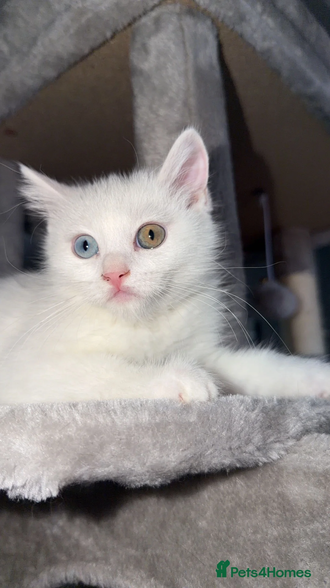 British Shorthair cats for sale:  White British shorthair  - Advert 6