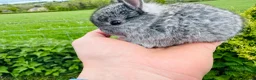Netherland Dwarf rabbits for sale: *Quality* netherland dwarf bunnies  - Advert 6