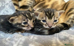 Bengal cats for sale: STUNNING TICA reg Bengal kittens ready to reserve - Image 20