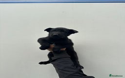 Belgian Shepherd Dog dogs for sale: Belgian Malinois Puppies For Sale  - Image 15