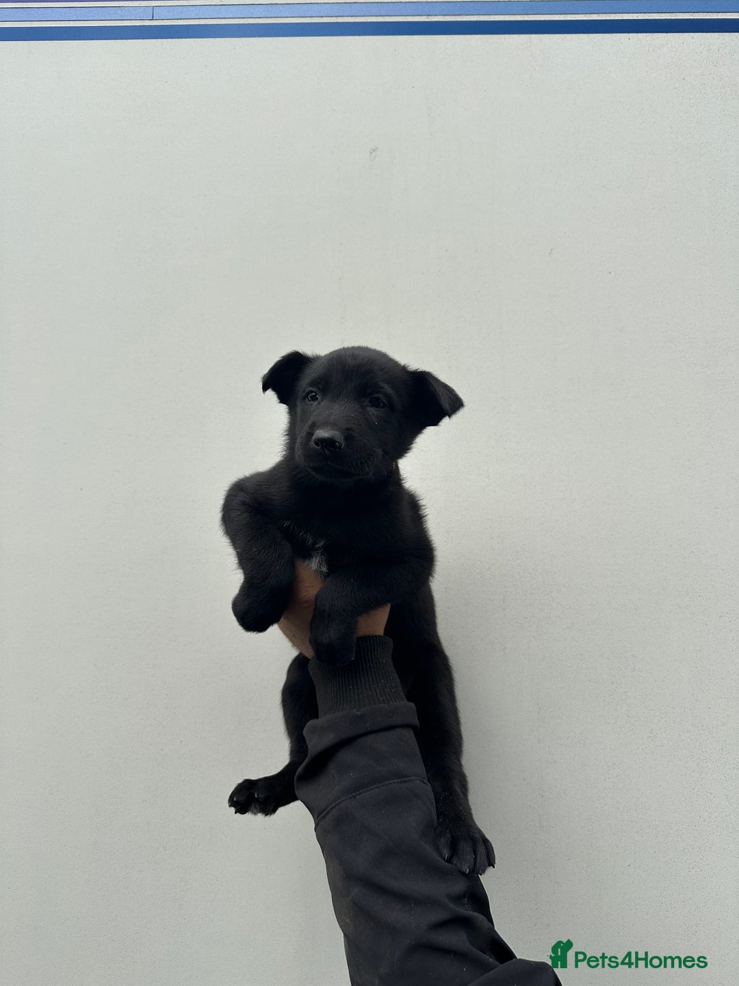 Belgian Shepherd Dog dogs for sale: Belgian Malinois Puppies For Sale  - Image 15