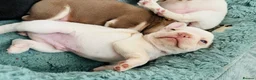 French Bulldog dogs for sale: French bulldog Puppies  - Advert 21