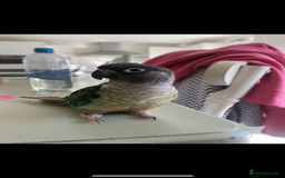 Conures birds for sale: Pair of tame conures  - Image 5