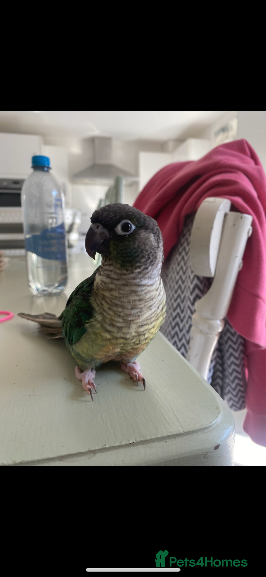 Conures birds for sale: Pair of tame conures  - Image 5