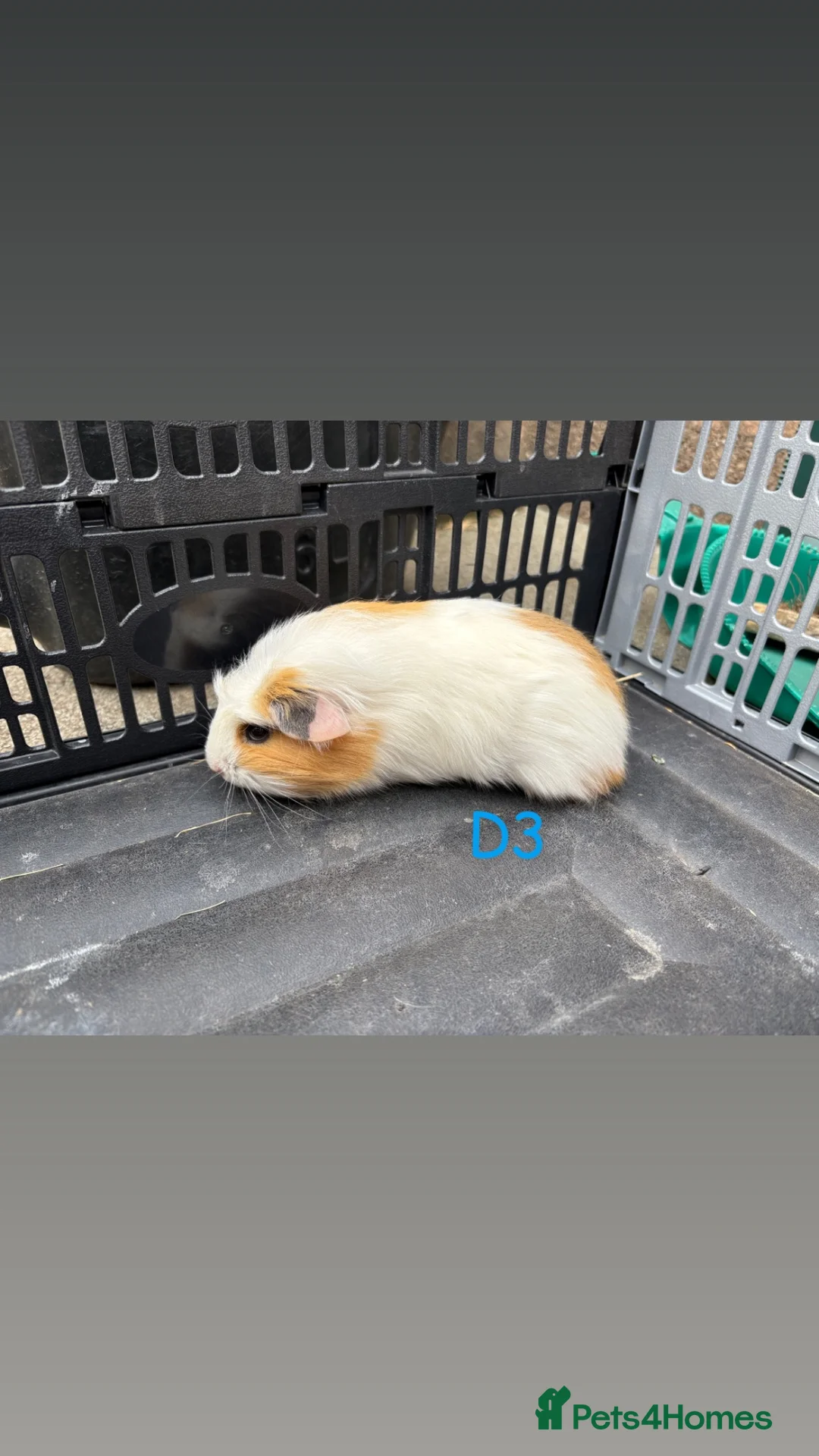Guinea Pig rodents for sale: Male and female baby guinea pigs for sale - Advert 4