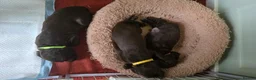 Sprocker dogs for sale: Sprocker spaniel puppies  - Advert 19