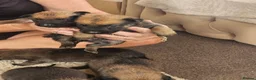 Belgian Shepherd Dog dogs for sale: Outstanding Belgium malinois puppies  - Advert 20
