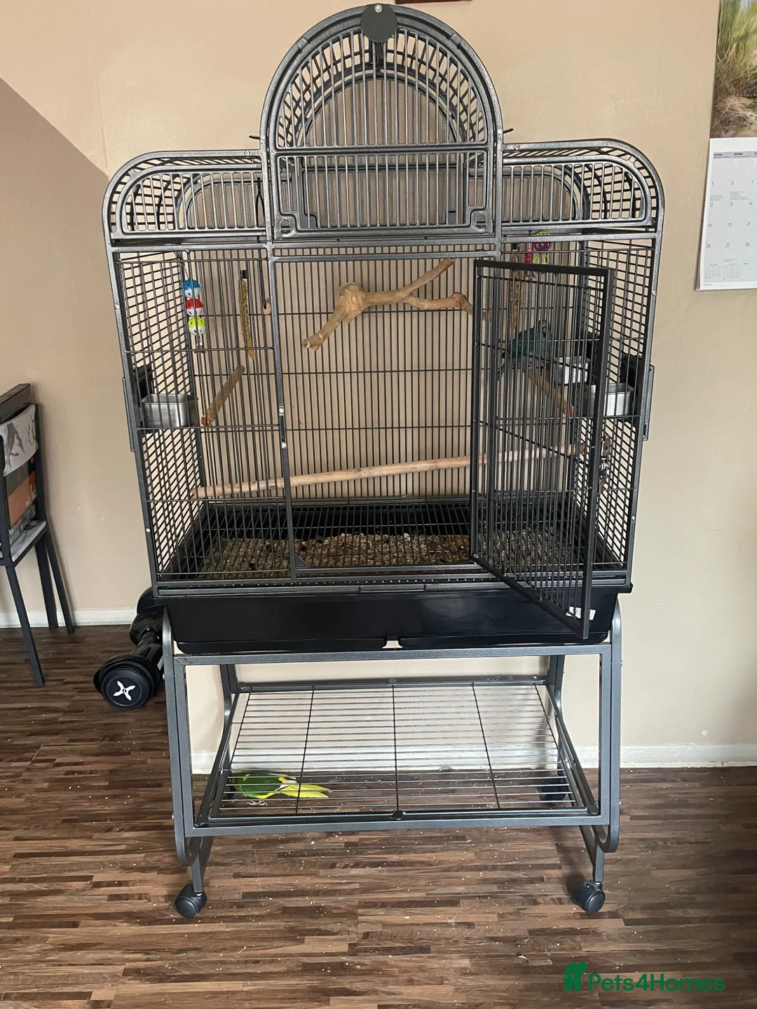 Parakeets birds for sale: 2 kakariki parakeets  in Wolverhampton - Advert 2