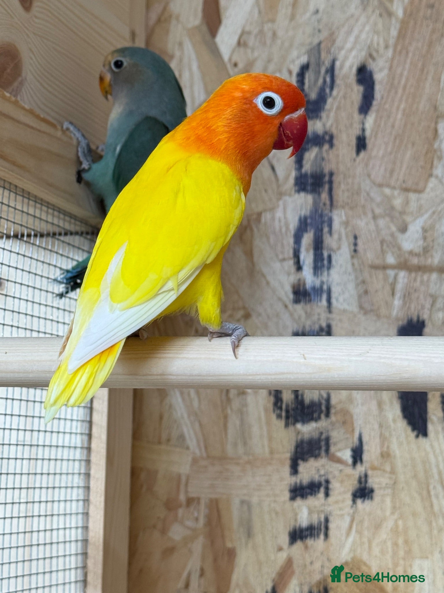 Lovebirds birds 2 year old male lutino lovebird - Advert 3