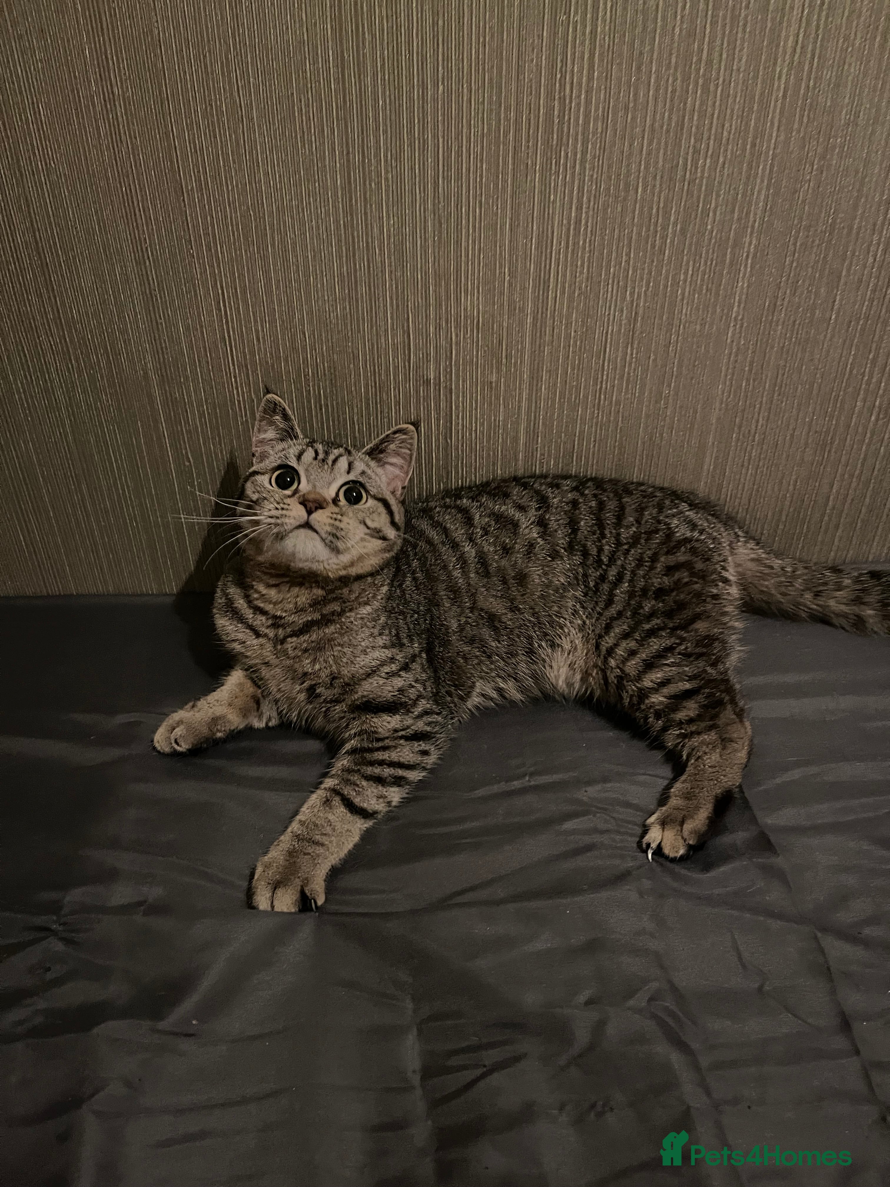 British Shorthair cats Lovely little girl  - Advert 1