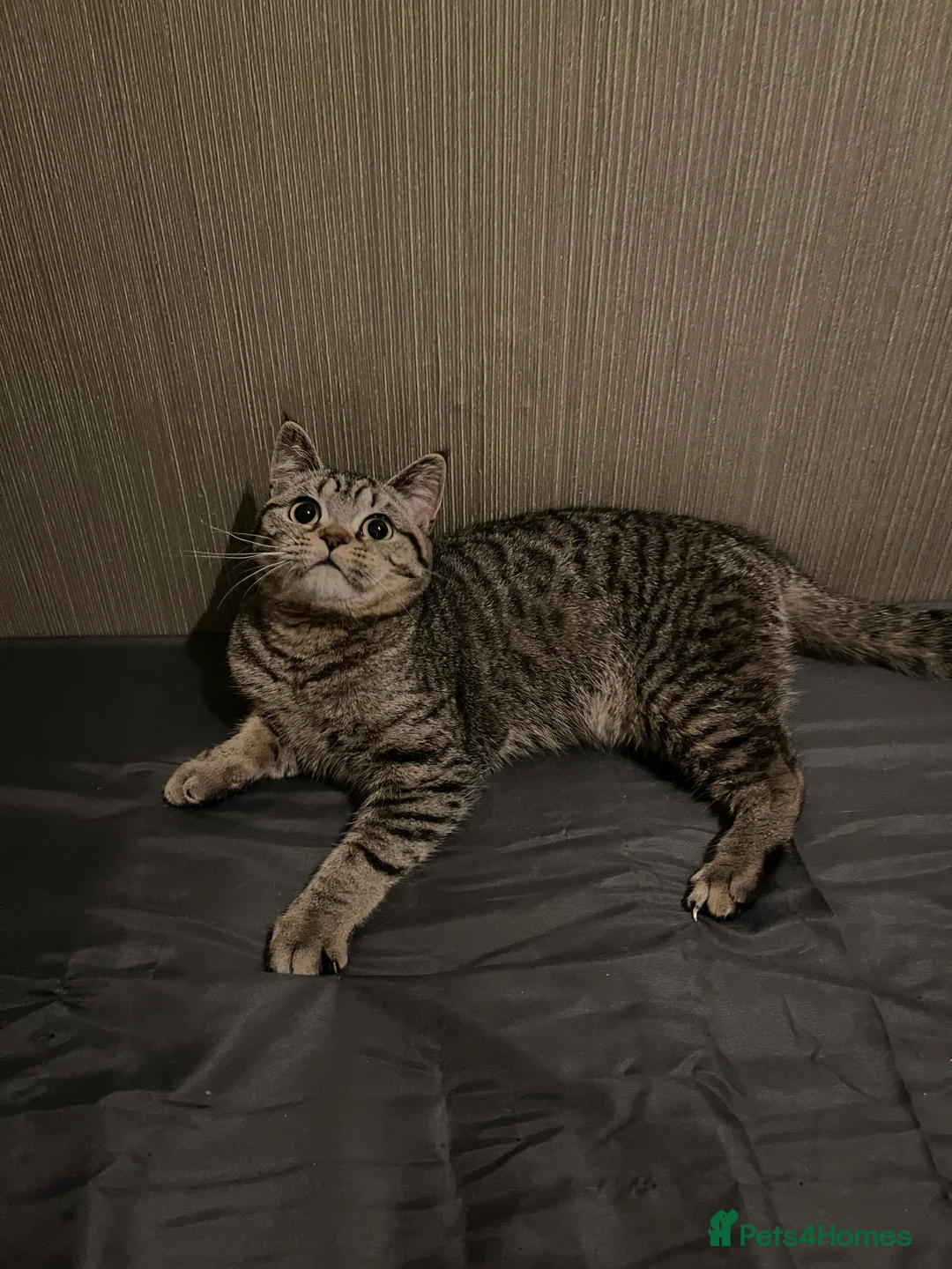 British Shorthair cats for sale: Lovely little girl  - Advert 1