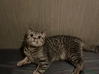 British Shorthair cats Lovely little girl - Advert 3