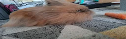 Lionhead rabbits for sale: Pedigree Double Mained Lionhead Un Neutured Male  - Advert 3