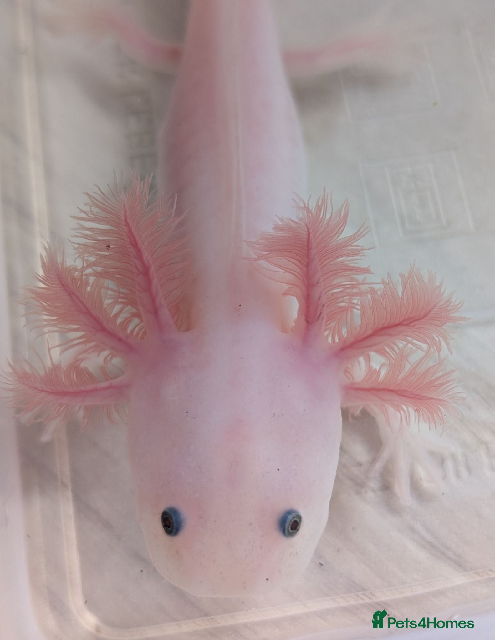 Axolotl reptiles Juvanile Leucistic Axolotls - Available Now - Advert 2