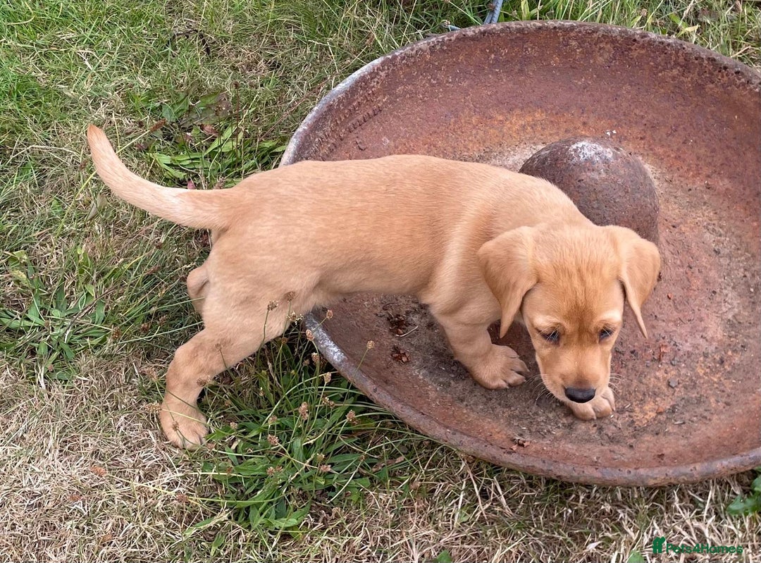 Labrador Retriever dogs for sale: Beautiful Health Checked Female KC Reg Lab Pup - Image 15
