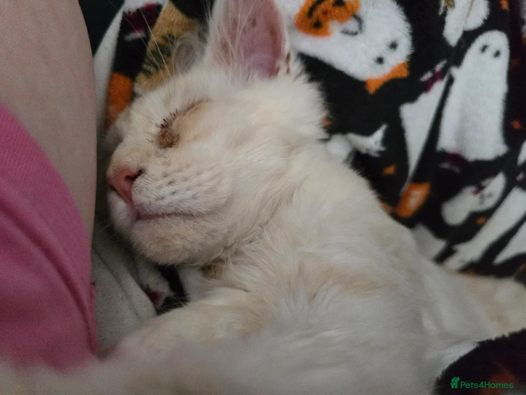 Maine Coon cats for sale: Peach Maine Coon for sale in Chard - Advert 2
