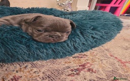 French Bulldog dogs for sale: Frenchie Puppies - Image 14